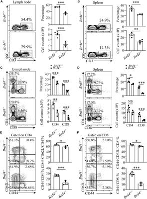 Brd4 Regulates the Homeostasis of CD8+ T-Lymphocytes and Their Proliferation in Response to Antigen Stimulation